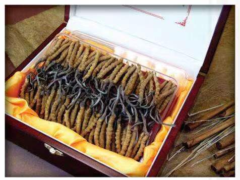 固始冬虫夏草回收